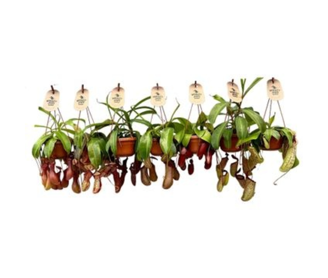 NEPENTHES MONKEY JARS VARIES SUSP