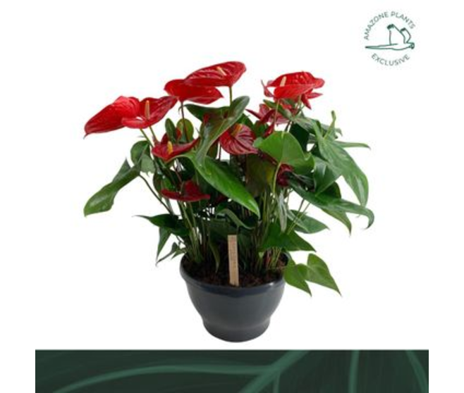 ANTHURIUM ANDREANUM NEVADA