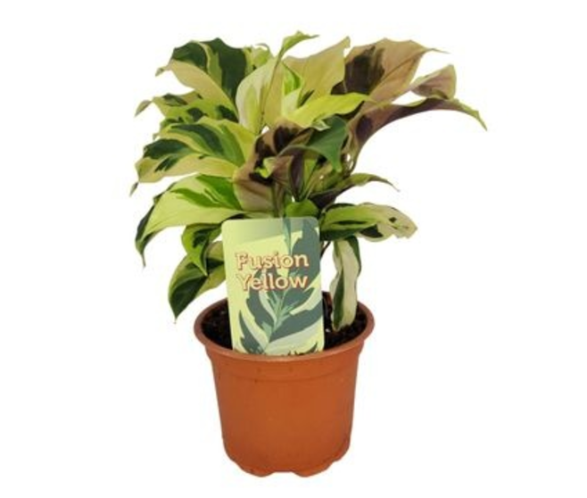 CALATHEA FUSION YELLOW