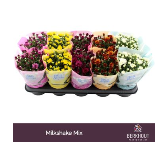 DENDRANTHEMA 3PP MILKSHAKE