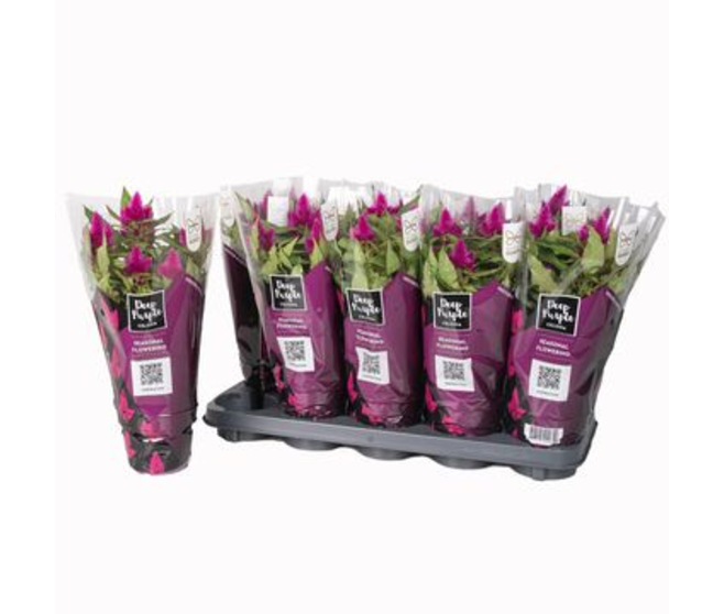 CELOSIE DEEP PURPLE