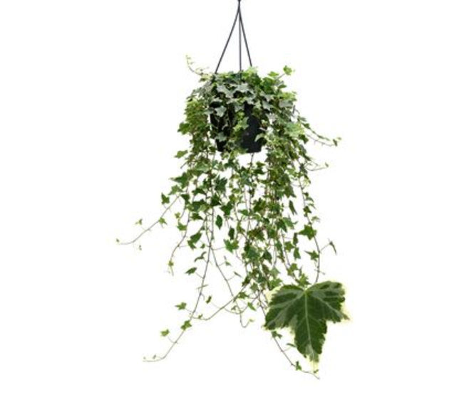HEDERA EVA SUSP