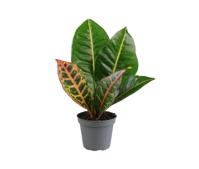 CROTON VARIES