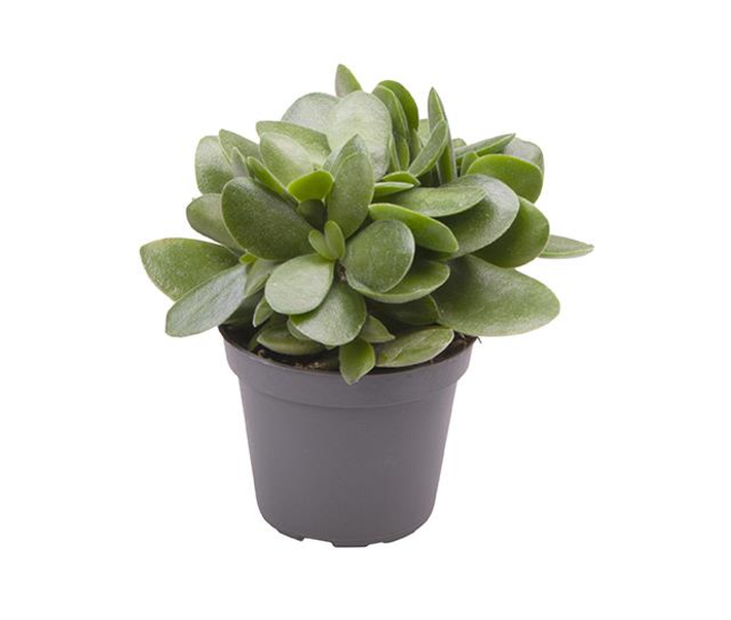 CRASSULA OVATA