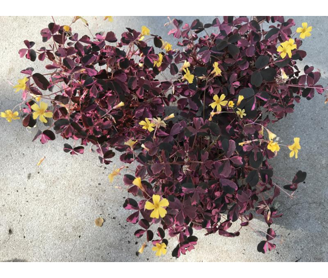 OXALIS VULCANICOLA