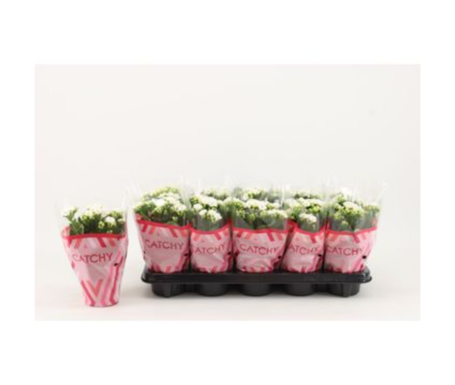 KALANCHOE FL DBLE BLANC