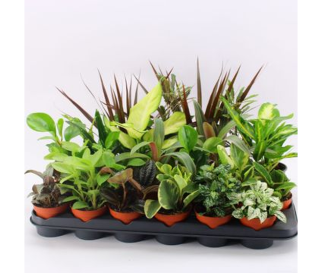 PLANTES VERTES VARIEES