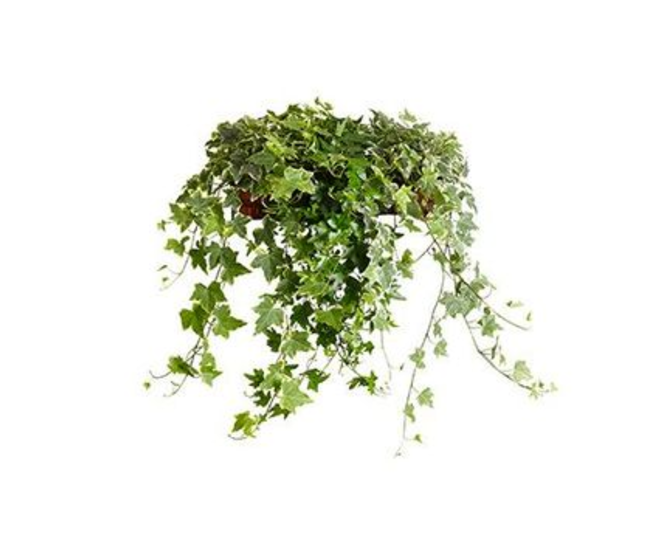 HEDERA VARIES