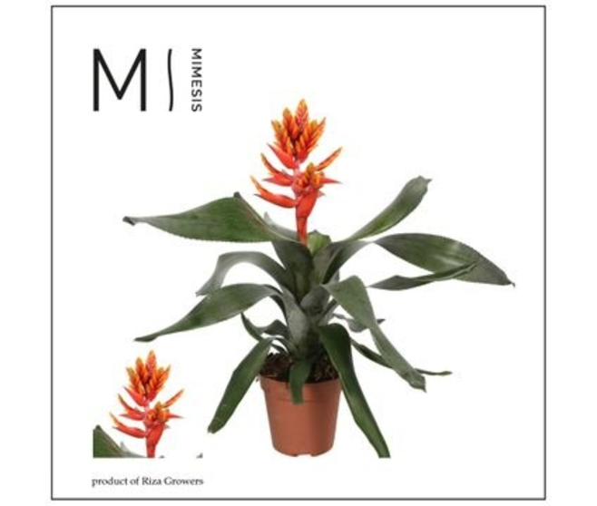 BILBERGIA PEPITA ELEGANT FLAMES