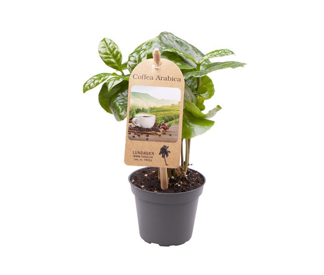 COFFEA ARABICA