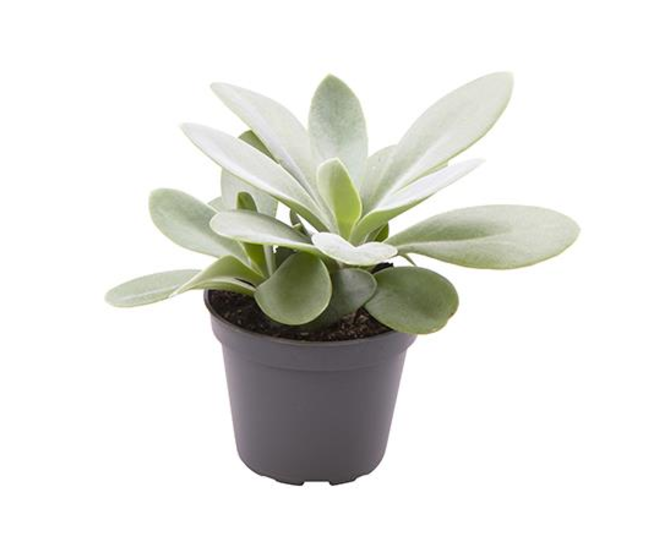 SENECIO CEPHALOPHONUS