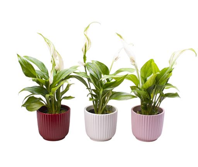 SPATHIPHYLLUM CERAM