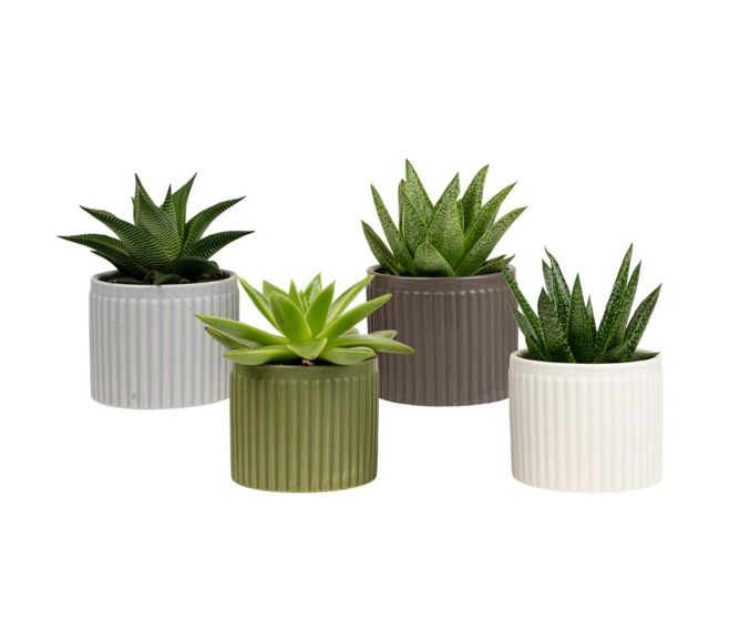 SUCCULENTE CERAM