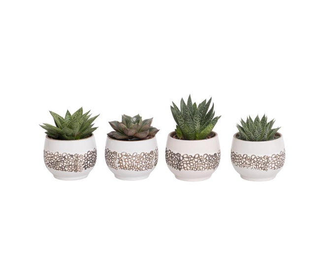 SUCCULENTE CERAM