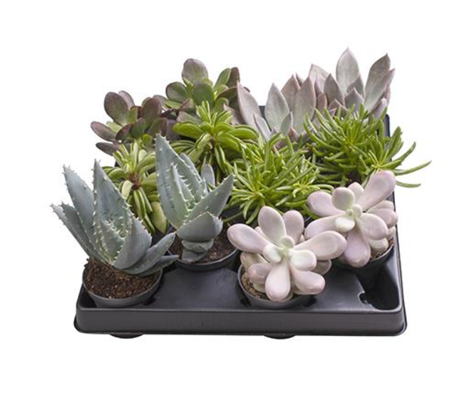 SUCCULENTE VARIEE