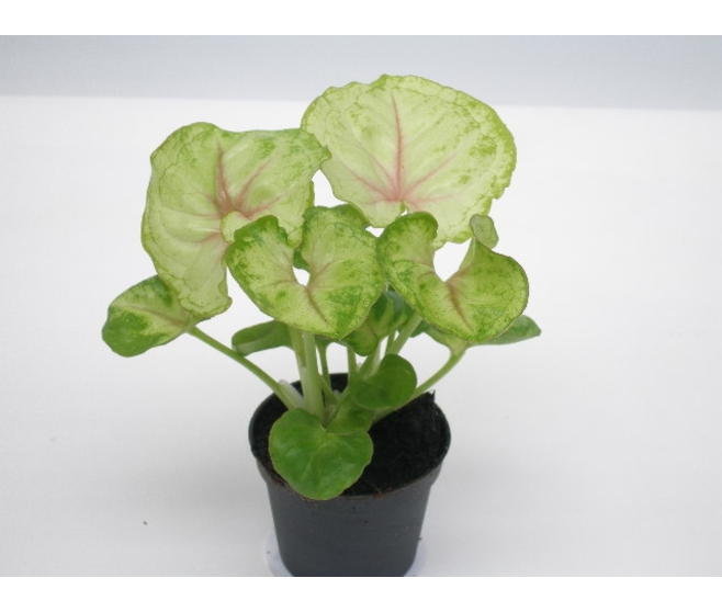 SYNGONIUM SUNSHINE