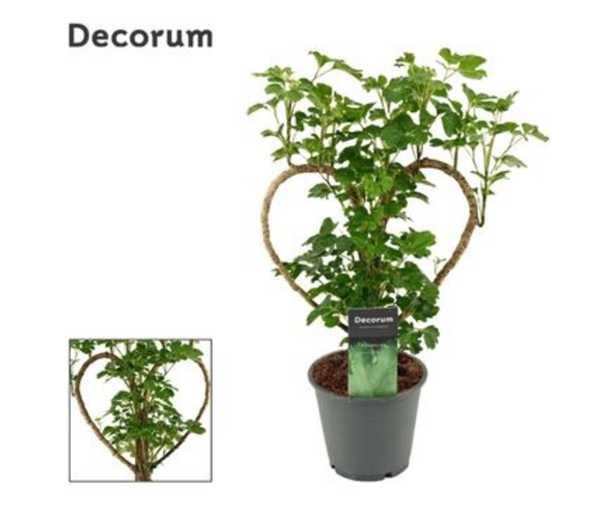 ARALIA POLYSCIAS
