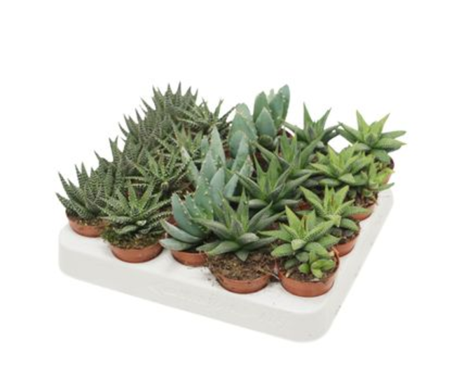 ALOE HAWORTHIA VARIE