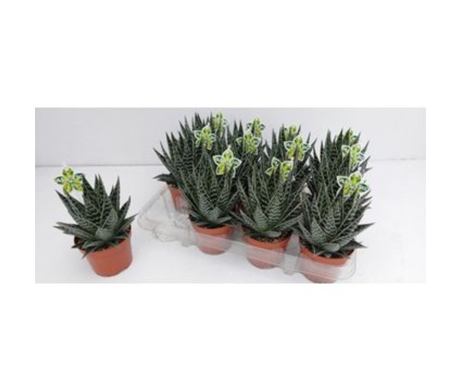 ALOE TIKI TAHI