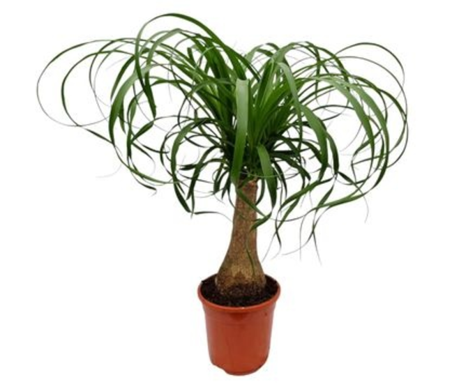 BEAUCARNEA TIGE