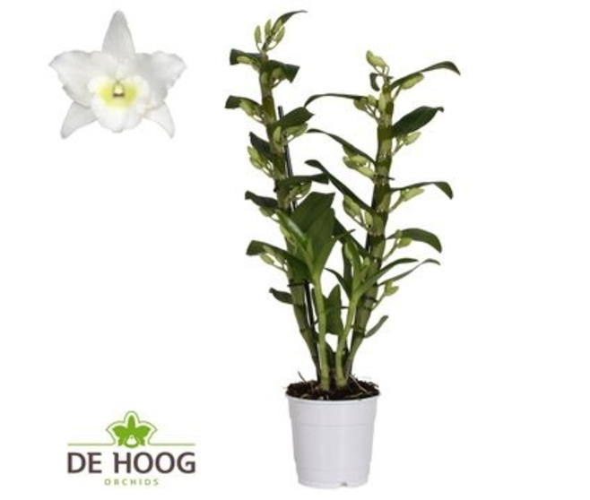 DENDROBIUM 2BR NOBILE BLANC