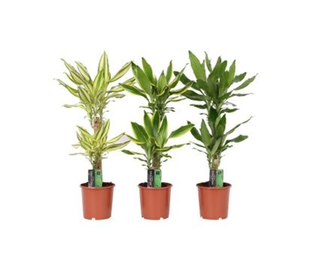 DRACAENA FRAGRANS 45-20