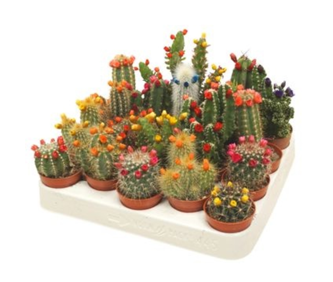 CACTUS FL IMIT