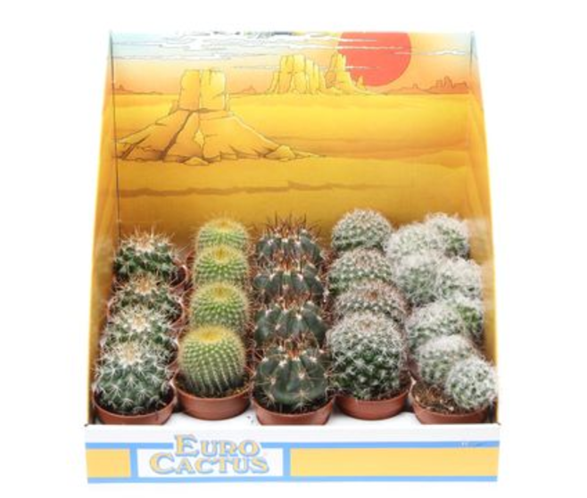 CACTUS VARIE CARTON