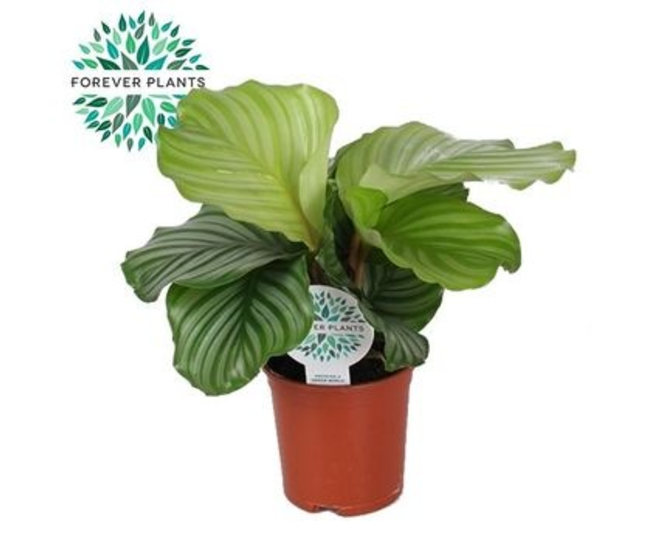 CALATHEA ORBIFOLIA
