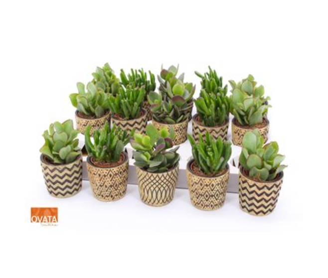CRASSULA CERAM
