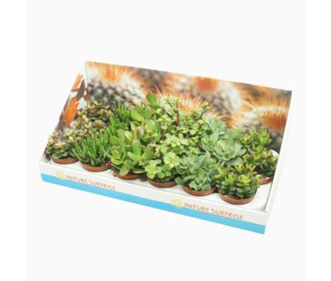 CRASSULA VARIE