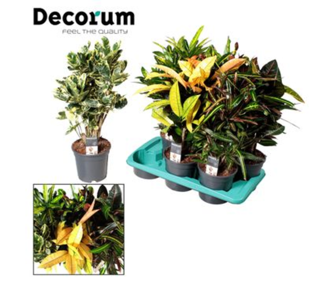 CROTON VARIE
