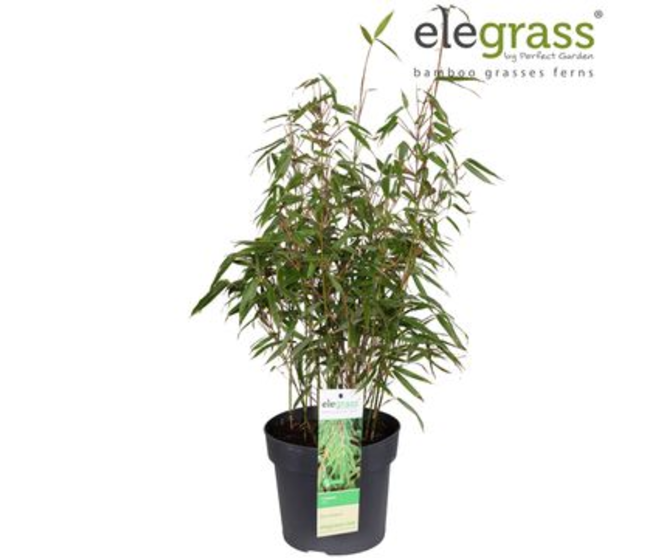 BAMBOU FARGESIA RUFA