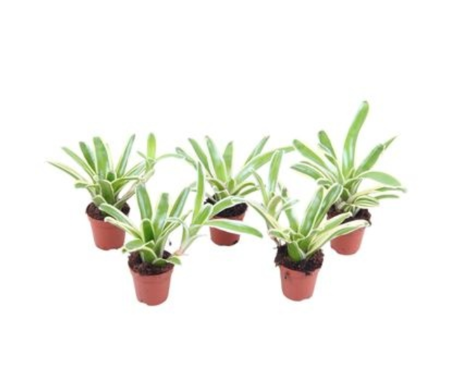 NEOREGELIA STRIPED FIREBALL
