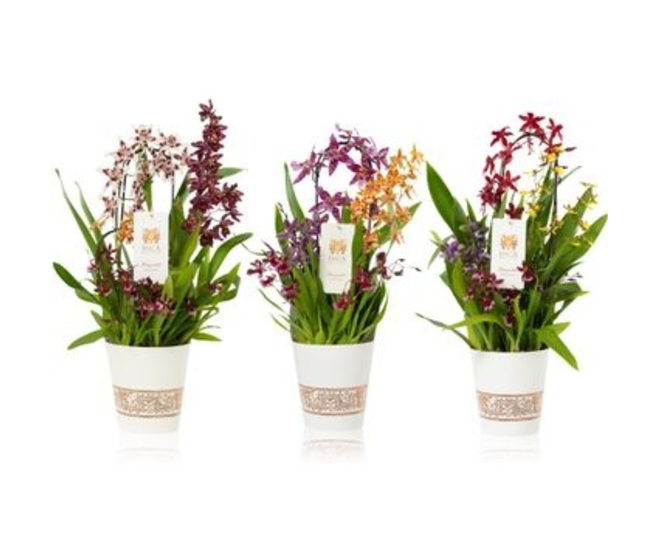 ORCHIDEE X3 P DECO