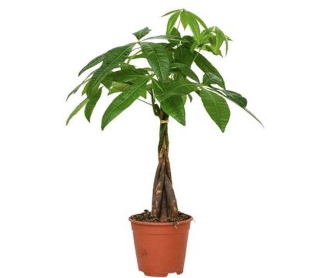 PACHIRA TRESSE