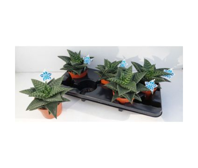 GASTERIA TIKI ZILLA
