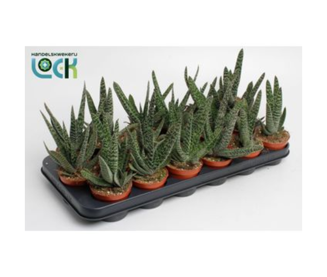 GASTERIA