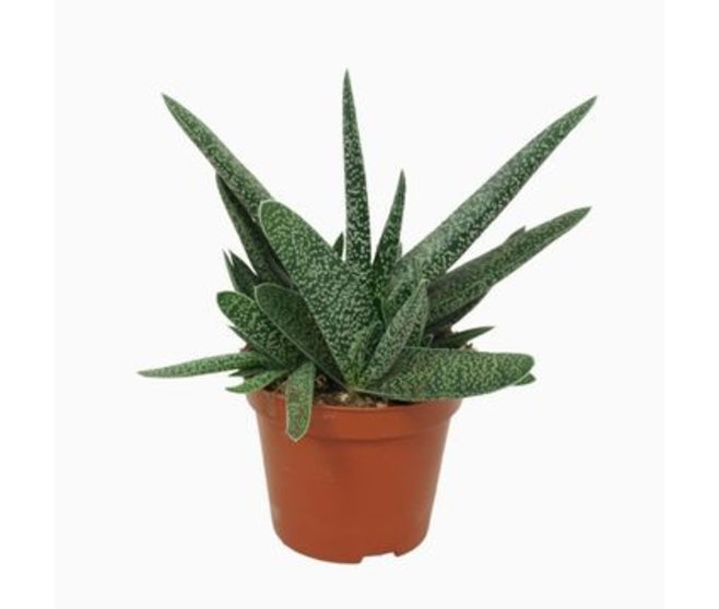 GASTERIA VERRUCOSA