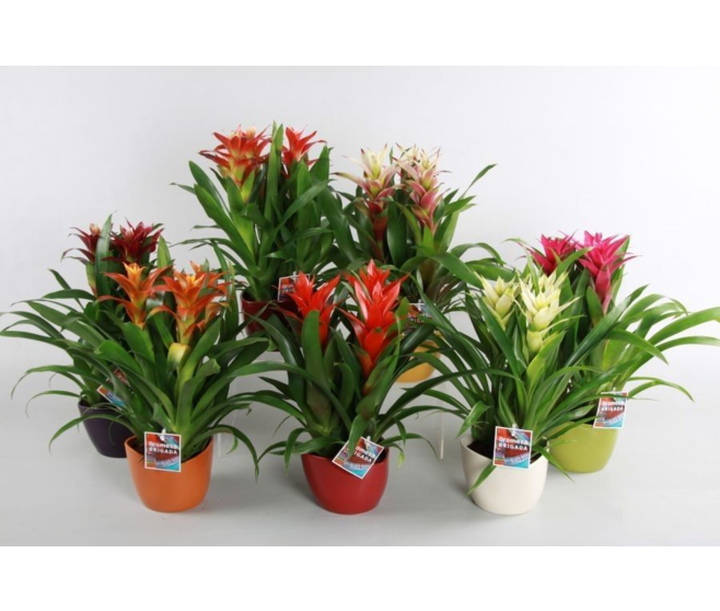 GUZMANIA VARIES CERAM