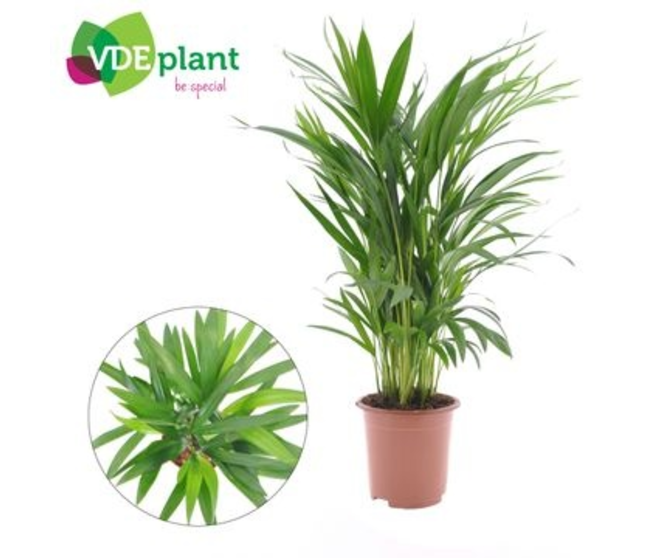 ARECA CHRYSALIDOCARPUS