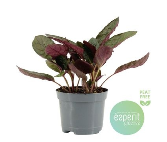 HEMIGRAPHIS RED FLAME