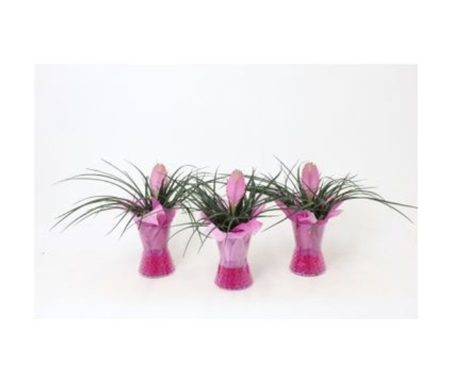 TILLANDSIA VERRE GEL