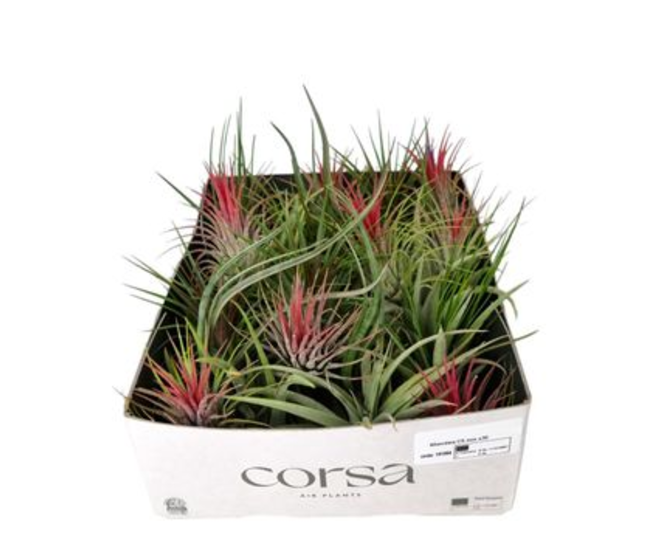 TILLANDSIA VRAC