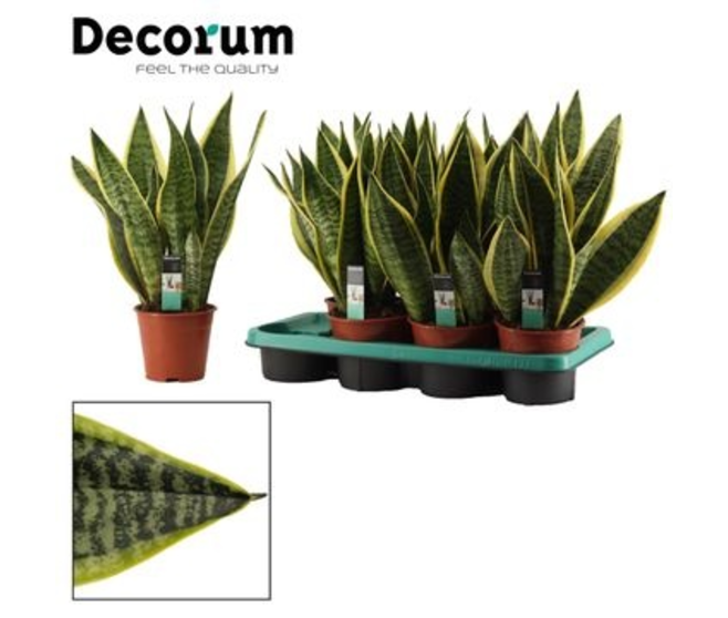 SANSEVIERIA FUTURA SUPERBA