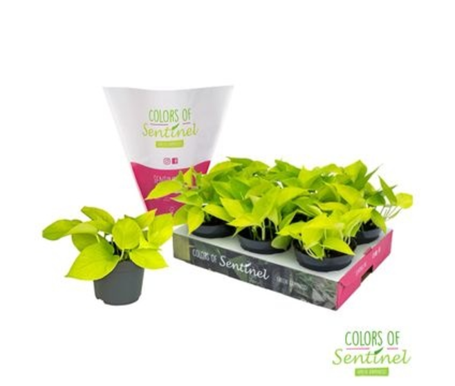 SCINDAPSUS GOLDEN