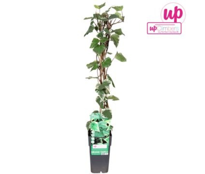 HEDERA MARENGO PYRAM