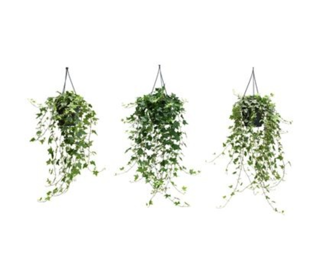 HEDERA VARIES SUSP