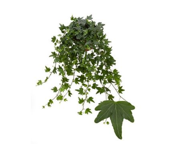 HEDERA SJOELLE