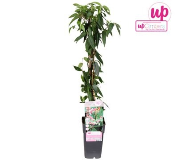 LONICERA PYRAM